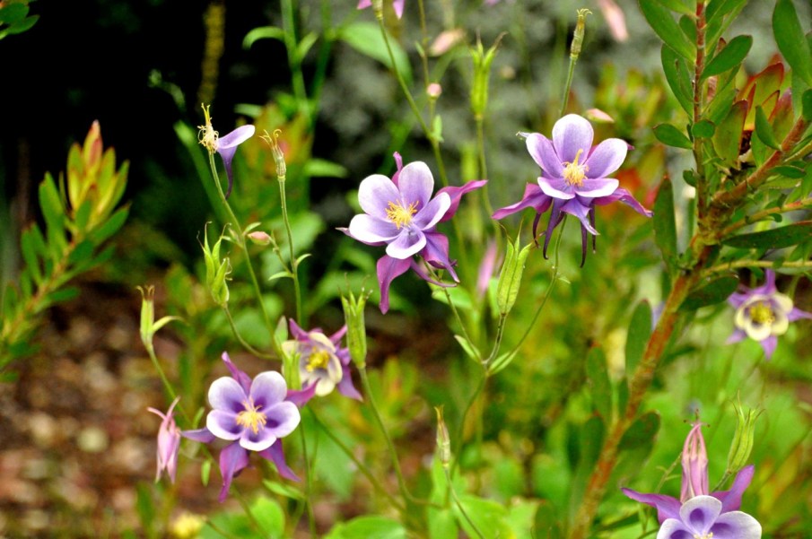 Columbine purple