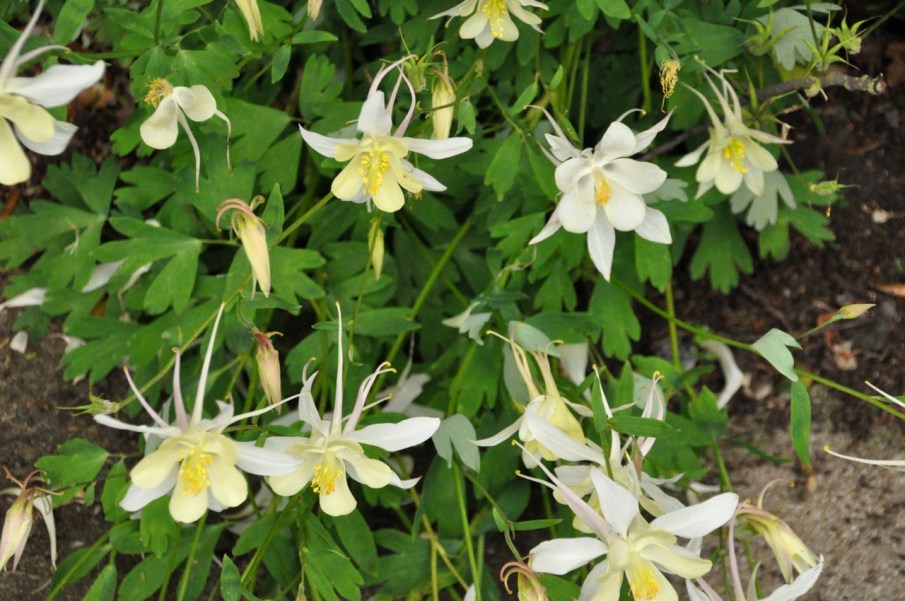 Columbine white