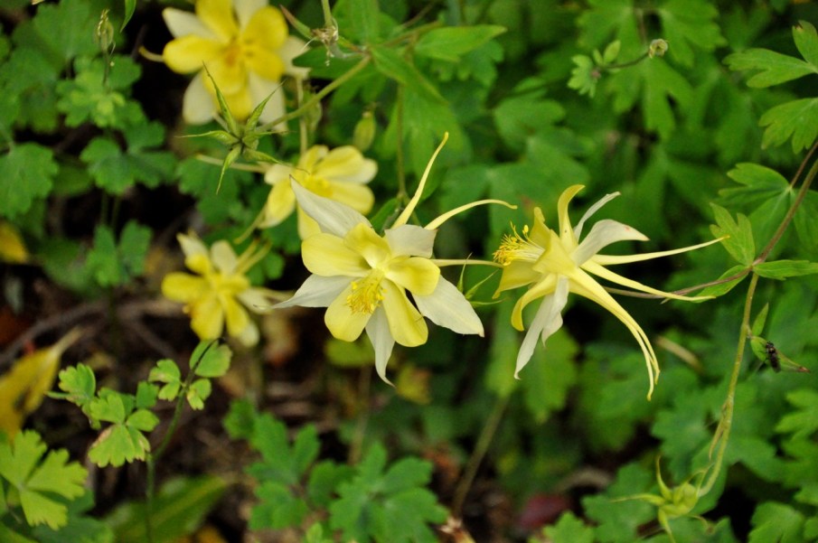 Columbine yellow