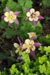 Columbine yellowpurple