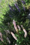 Lupine in various shades