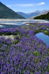 Flowing river, flowing lupine