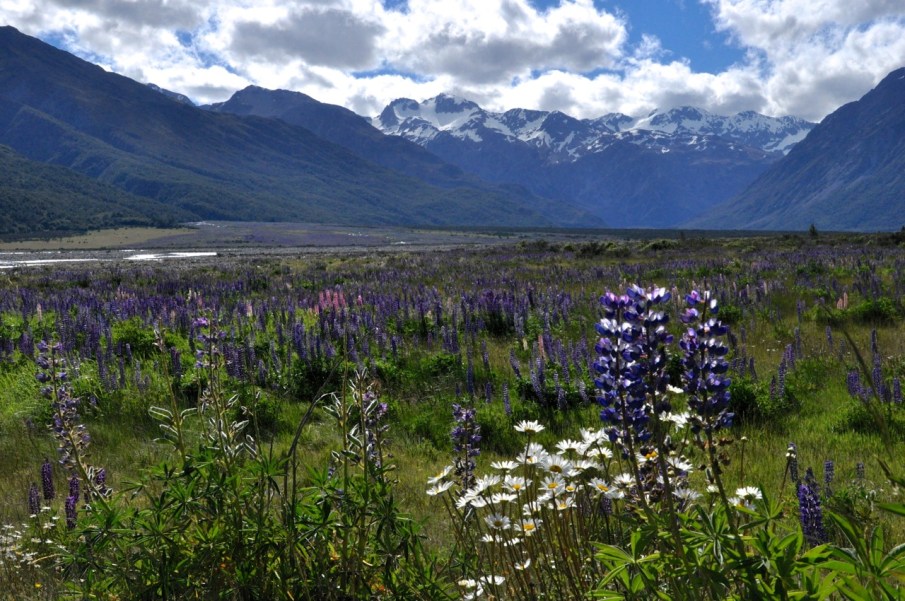 A field of flowers