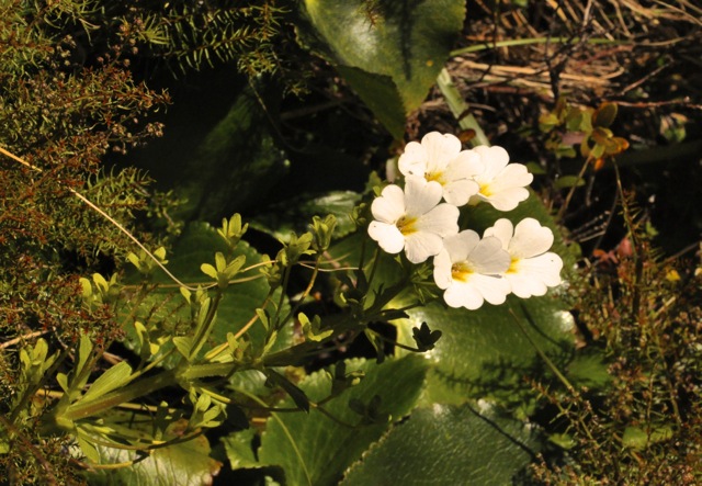 Another pretty stalked flower