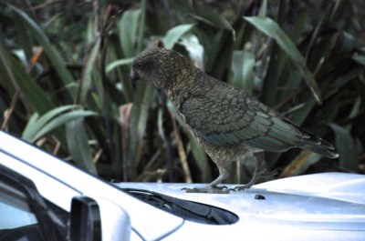 Kea