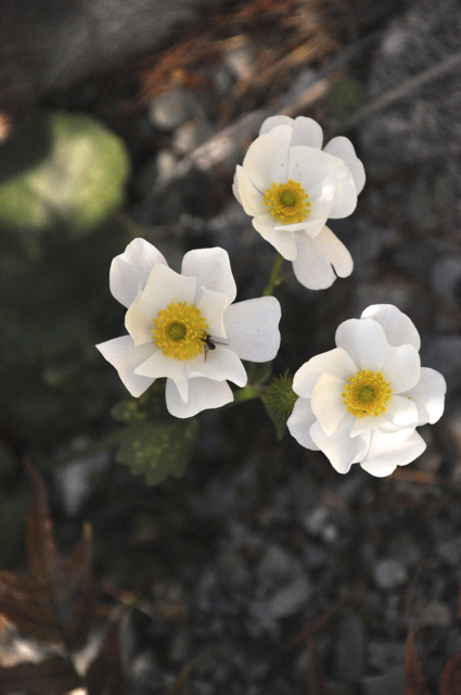 Mt Cook Lilly (Buttercup) detail