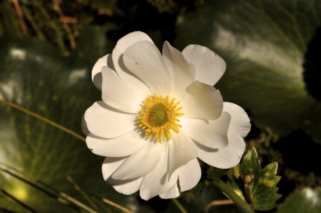 Mt Cook Lily closeup
