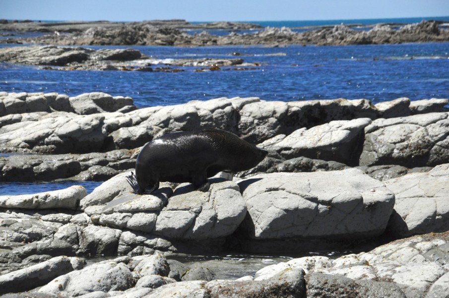 Push the tail, off to deep water