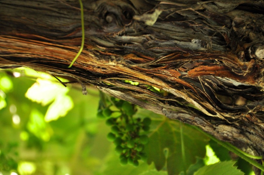 Old vine