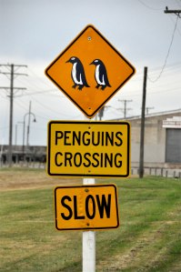 Penguin Crossing