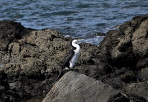 Pied Shag