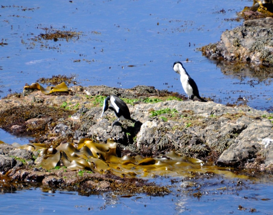 Shag Preening
