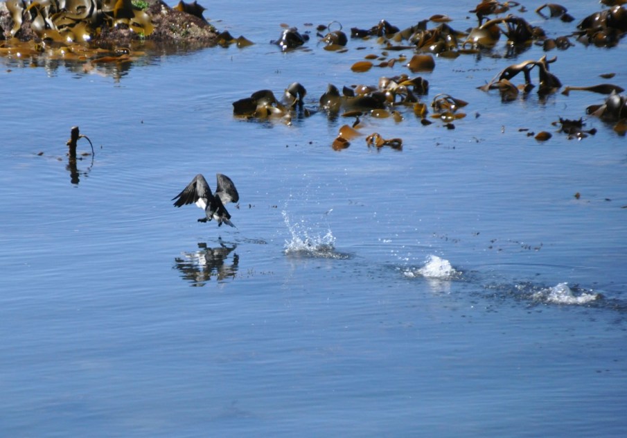 Skippin over the ocean