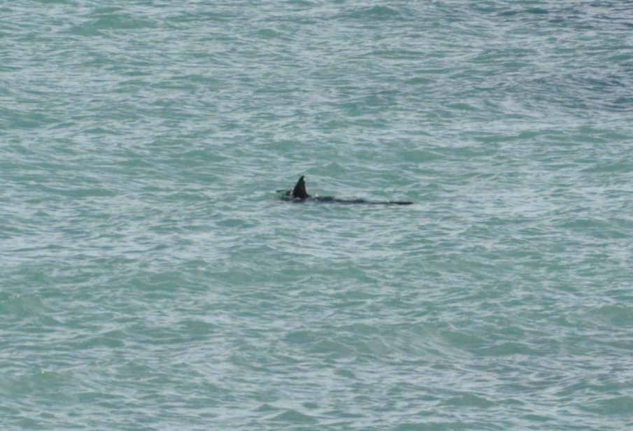 Synchronized Swimming