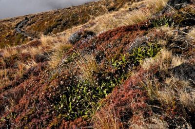Vegetation everywhere, as far as the eye can see; cloud in background
