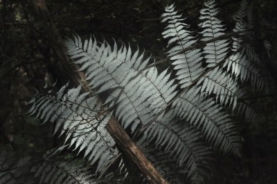 Silver fern, iconic symbol of New Zealand