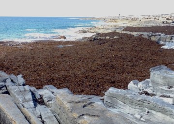 That mass of brown is seaweed