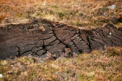 Layers of peat under that grass